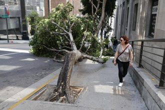 He said he loved trees but chain-sawed 13 of them in bizarre L.A. vandalism rampage