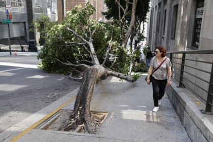 He said he loved trees but chain-sawed 13 of them in bizarre L.A. vandalism rampage