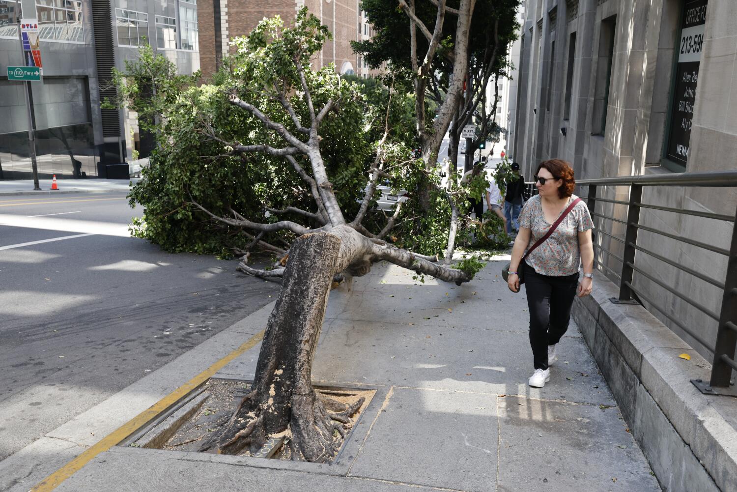 He said he loved trees but chain-sawed 13 of them in bizarre L.A. vandalism rampage