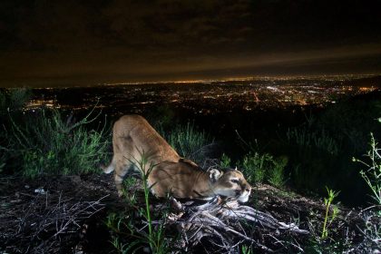 More than 1,400 California mountain lions get endangered species protections