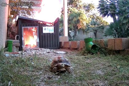 Tortoise’s relatively quick escape from Fullerton shed fire caught on camera