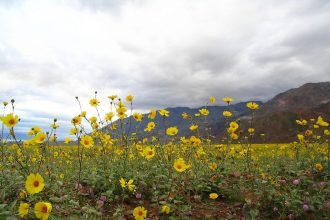 ‘There’s life here’: Death Valley nears ‘superbloom’ status as wildflowers sprawl for miles
