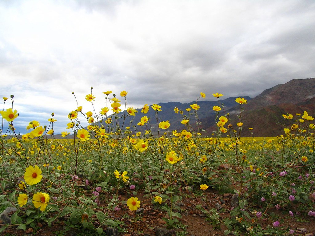 ‘There’s life here’: Death Valley nears ‘superbloom’ status as wildflowers sprawl for miles