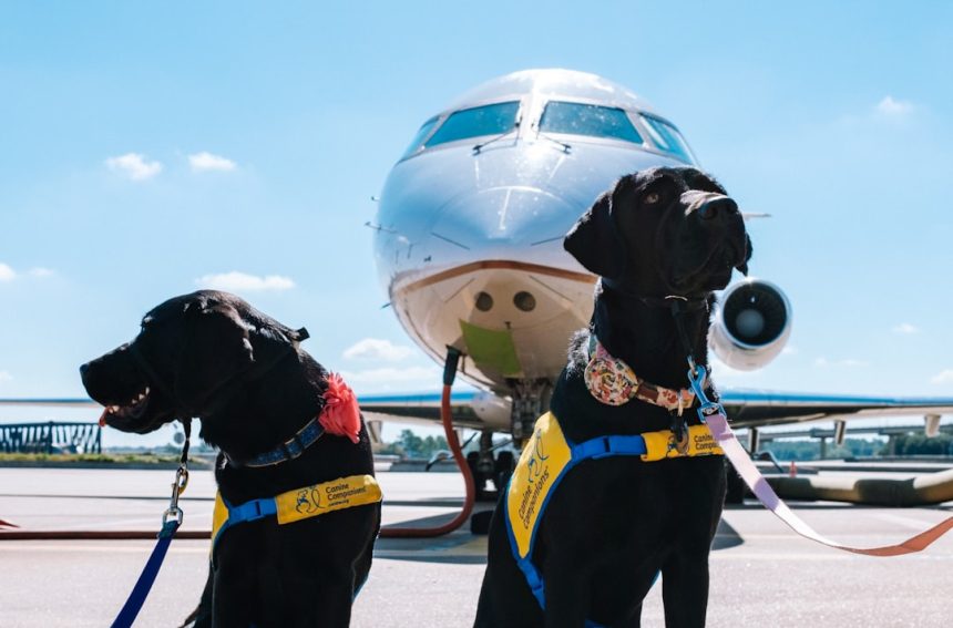 Dog left at airport, dubbed ‘Jet Blue’ finds a forever home with a familiar face