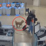 Woman who abandoned dog at Las Vegas airport didn't want to miss flight, police say