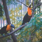 Las Vegas rescue group tries to catch toucan that escaped its owner before it’s too late