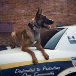 A traveler left her goldendoodle tied up at Harry Reid Airport. A Metro cop came to the rescue