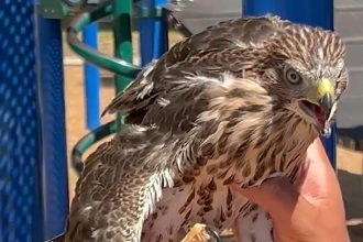 State-protected hawk given a joint, fed a BuzzBall on video by California man, officials say