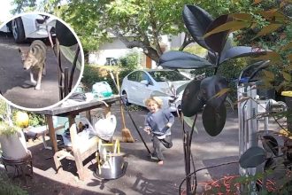 Video shows coyote following 3-year-old boy at his Pasadena home