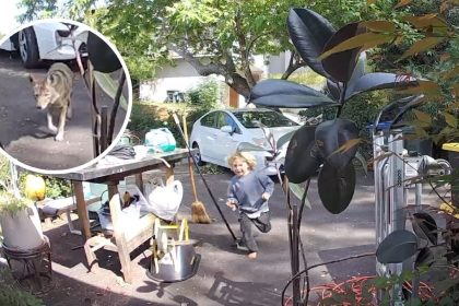 Video shows coyote following 3-year-old boy at his Pasadena home