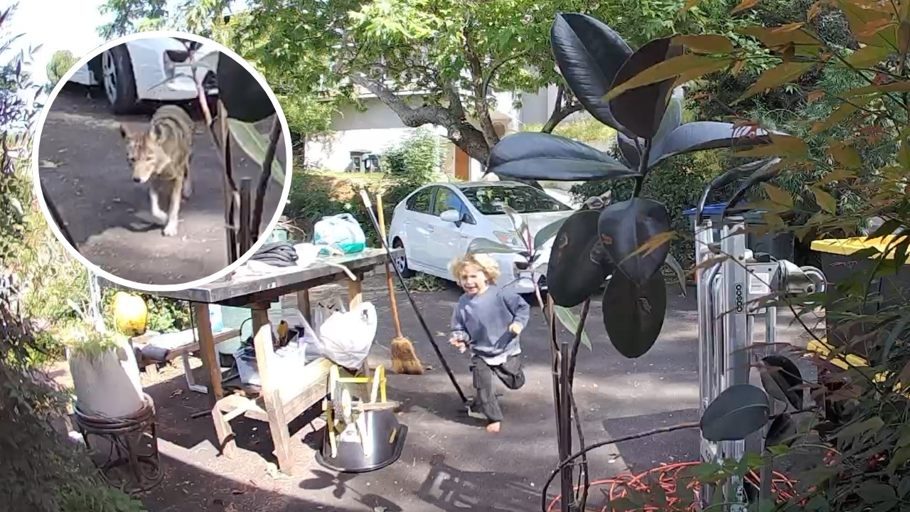 Video shows coyote following 3-year-old boy at his Pasadena home