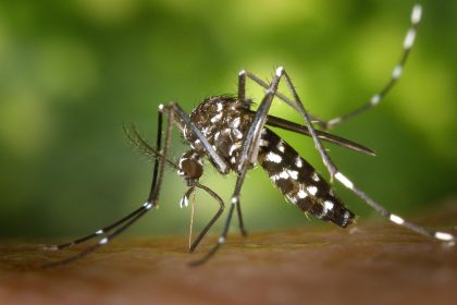 ‘Fight the bite’: Health district begins mosquito surveillance 1 month early
