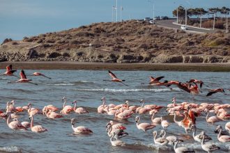 Judge issues stern warning for tourist accused of bird-napping, torturing flamingo