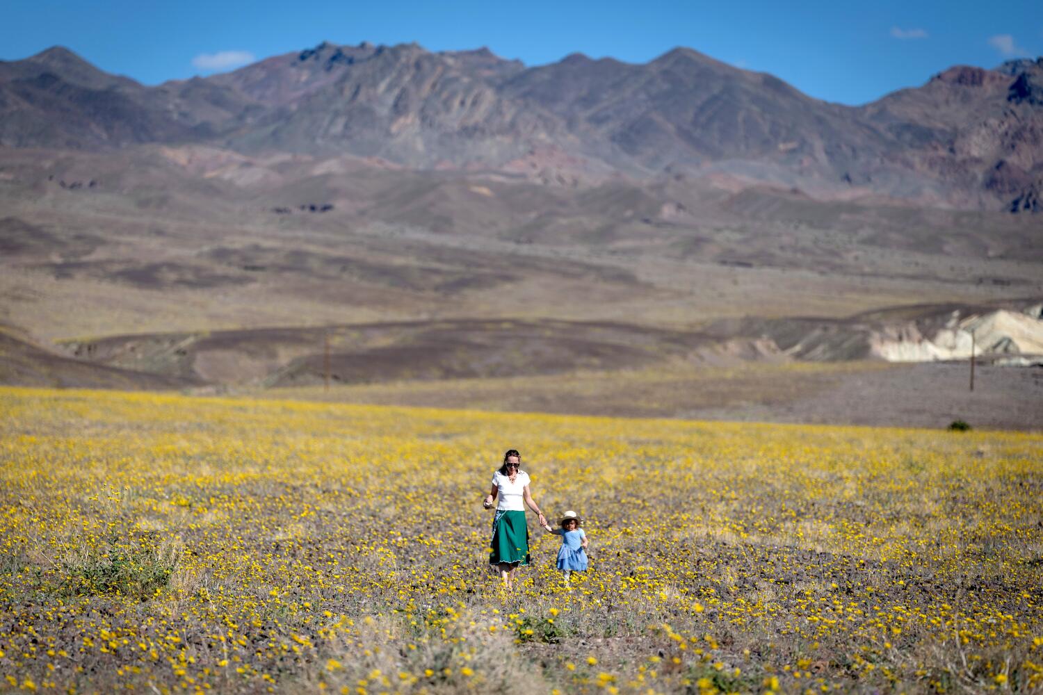 No superbloom, but you can catch a spectacular show of California's desert wildflowers