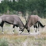 BLM to round up 2,500 wild horses, burros throughout Nevada