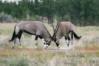 BLM to round up 2,500 wild horses, burros throughout Nevada