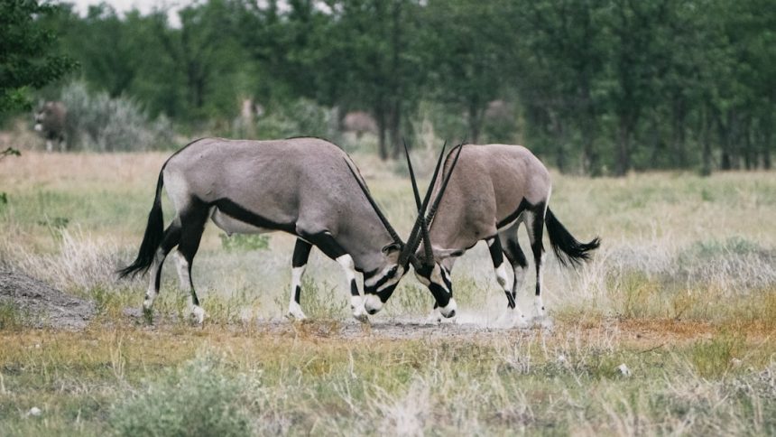 BLM to round up 2,500 wild horses, burros throughout Nevada