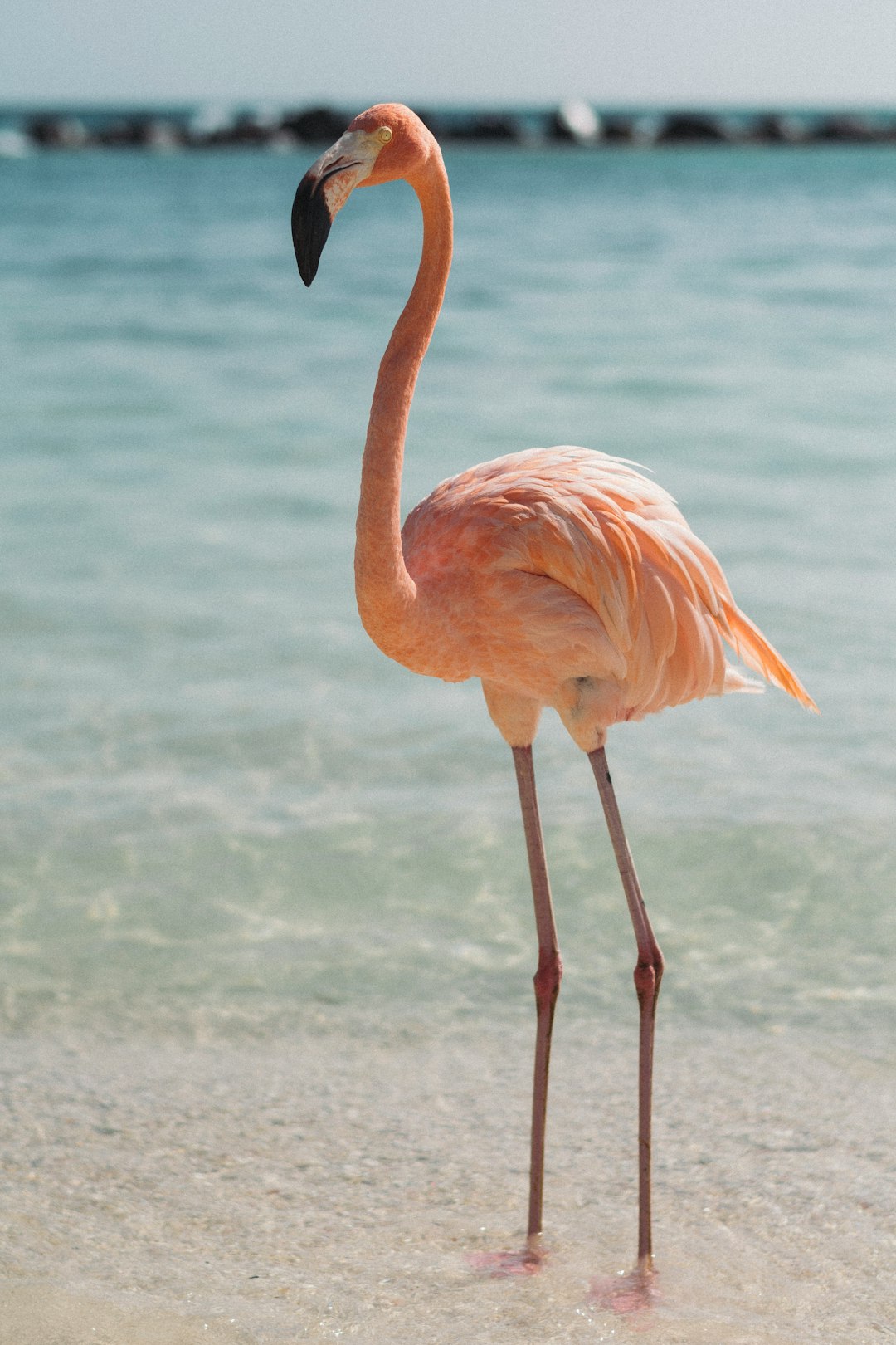 ‘It’s kind of serious stuff:’ Flamingo security staff call police to report bird-napping