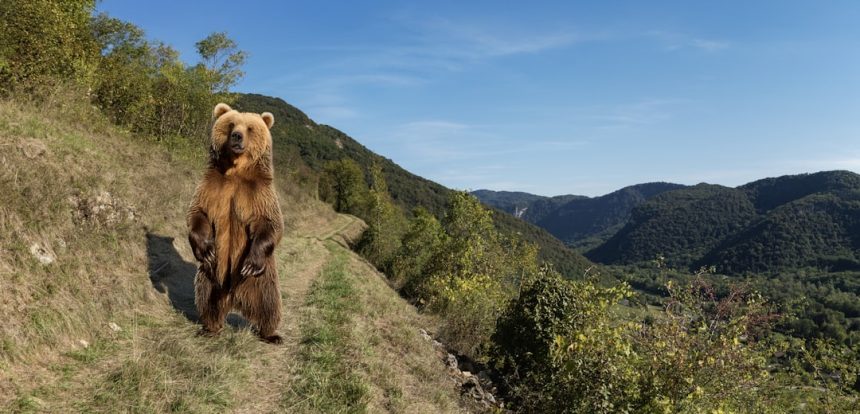 Woman walking her dog in Monrovia is targeted by bear