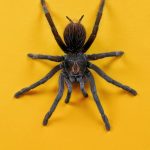Minnesota political candidate convicted of assault for throwing tarantula at Airbnb tenant