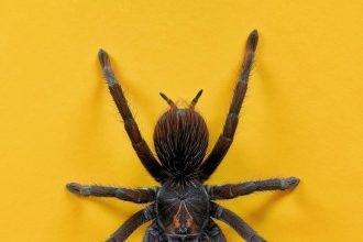 Minnesota political candidate convicted of assault for throwing tarantula at Airbnb tenant