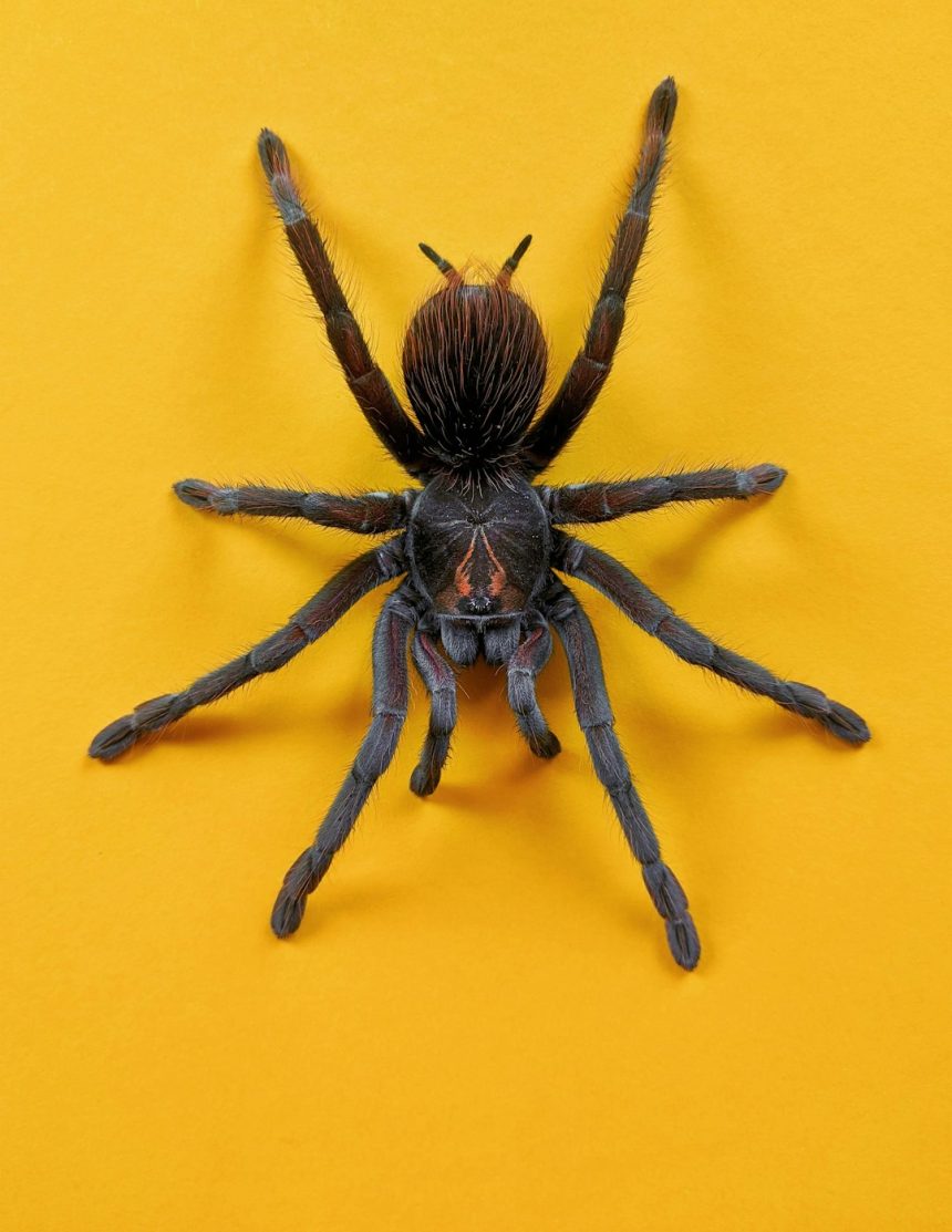 Minnesota political candidate convicted of assault for throwing tarantula at Airbnb tenant