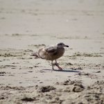 NJ man who decapitated seagull that tried to steal French fry from daughter sentenced to jail