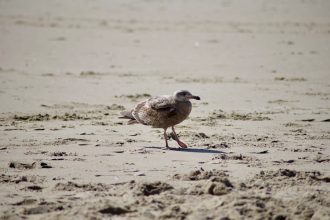 NJ man who decapitated seagull that tried to steal French fry from daughter sentenced to jail