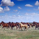 LETTER: The consequences of BLM wild horse roundups