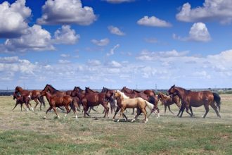 LETTER: The consequences of BLM wild horse roundups