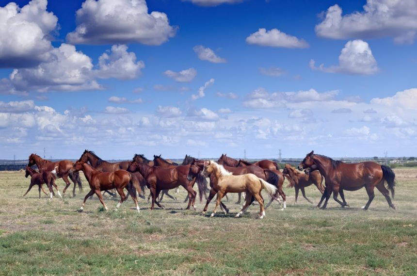 LETTER: The consequences of BLM wild horse roundups