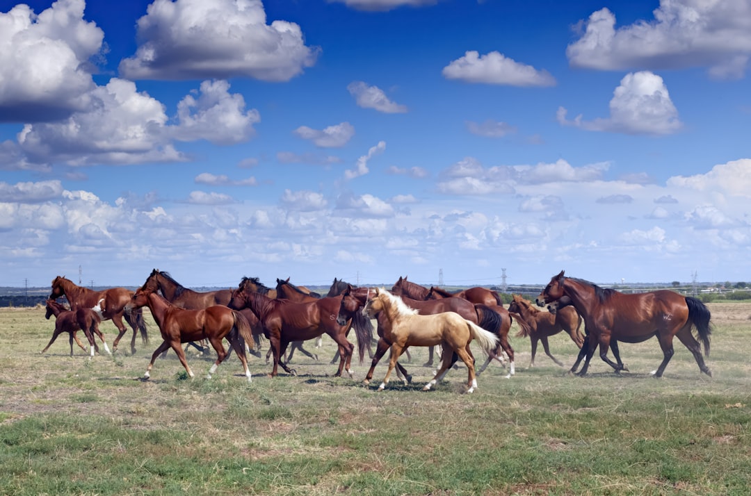 LETTER: The consequences of BLM wild horse roundups