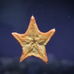 Aquarius Horoscope 24 Mar 2026