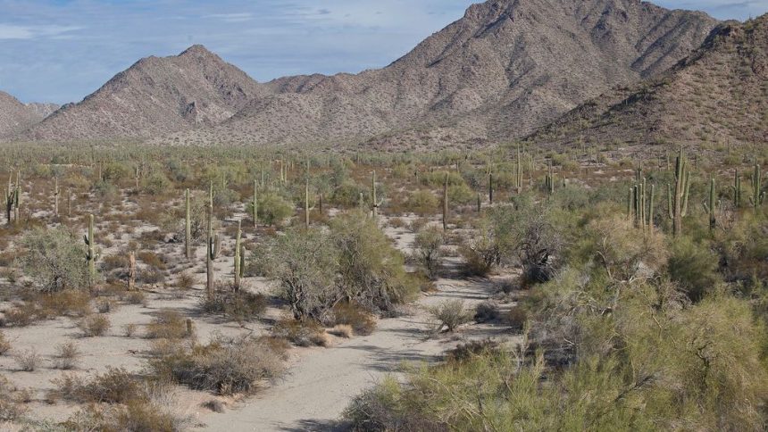 The Best Parks in the Northwest Valley for People Who Forgot They Live in a Desert