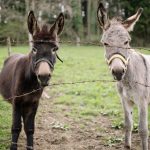 At Nevada donkey museum, see a misunderstood animal in a new light