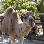 ‘This is a domesticated species:’ Henderson petting zoo owner fighting over camel classification