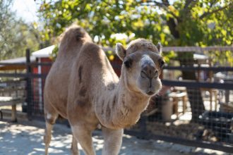 ‘This is a domesticated species:’ Henderson petting zoo owner fighting over camel classification