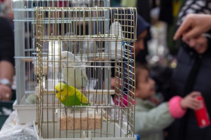 Former ‘Hollywood Madam’ Heidi Fleiss’ Las Vegas residency goes to the birds