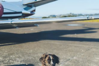 Warrant issued for woman charged with abandoning dog at Harry Reid