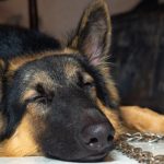 With K-9’s help, Mesquite police seize 100 pounds of meth