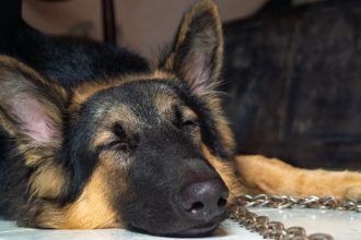 With K-9’s help, Mesquite police seize 100 pounds of meth