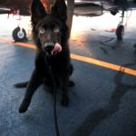 Valley rescue pets flown to Utah to alleviate shelter overcrowding