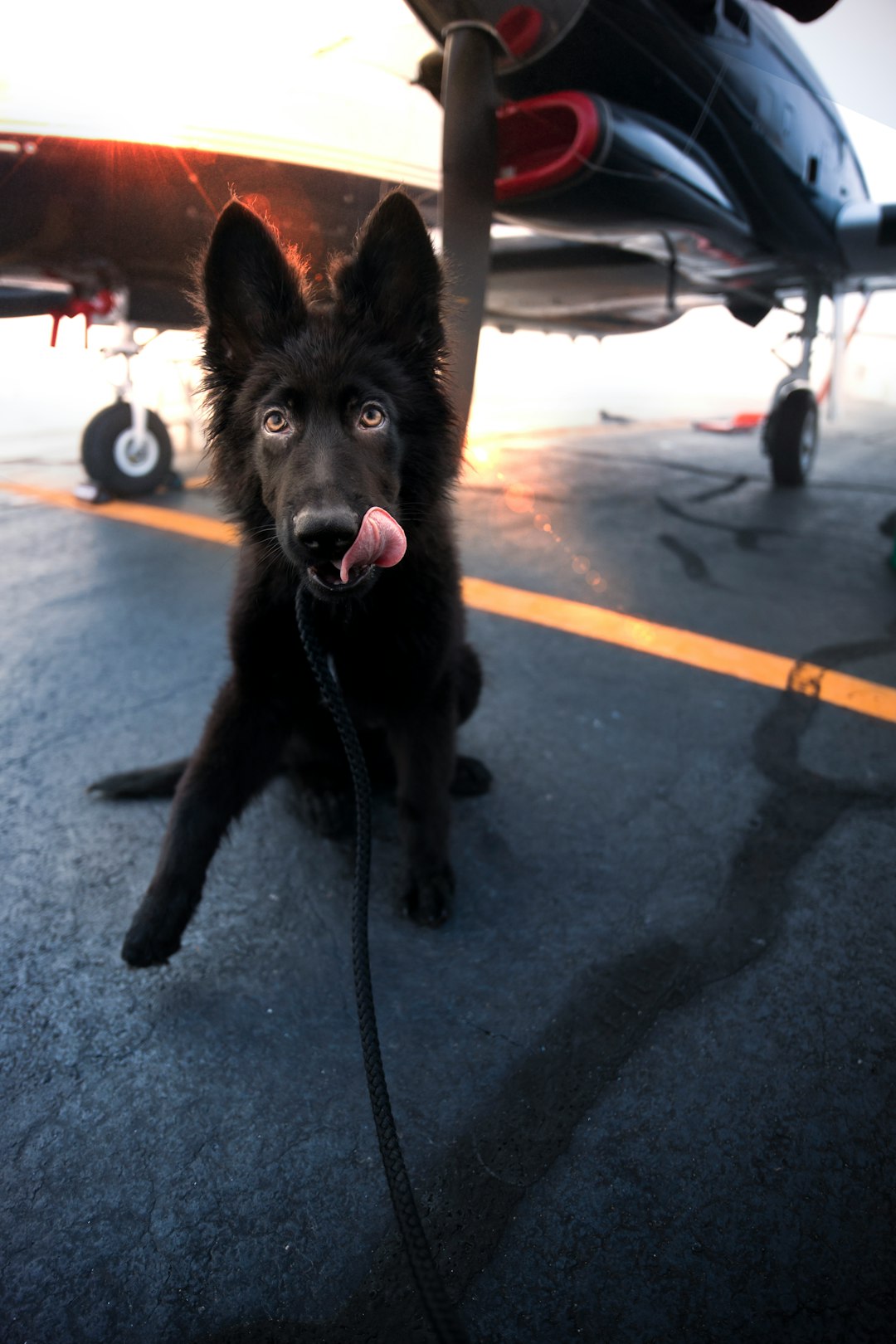 Valley rescue pets flown to Utah to alleviate shelter overcrowding