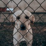 Las Vegas police obtain video of alleged abuse at dog training site