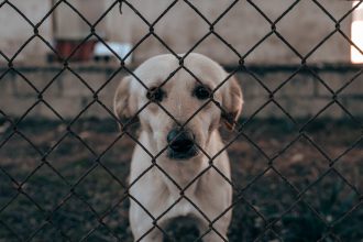 Las Vegas police obtain video of alleged abuse at dog training site