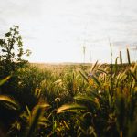 LETTER: A heartfelt plea