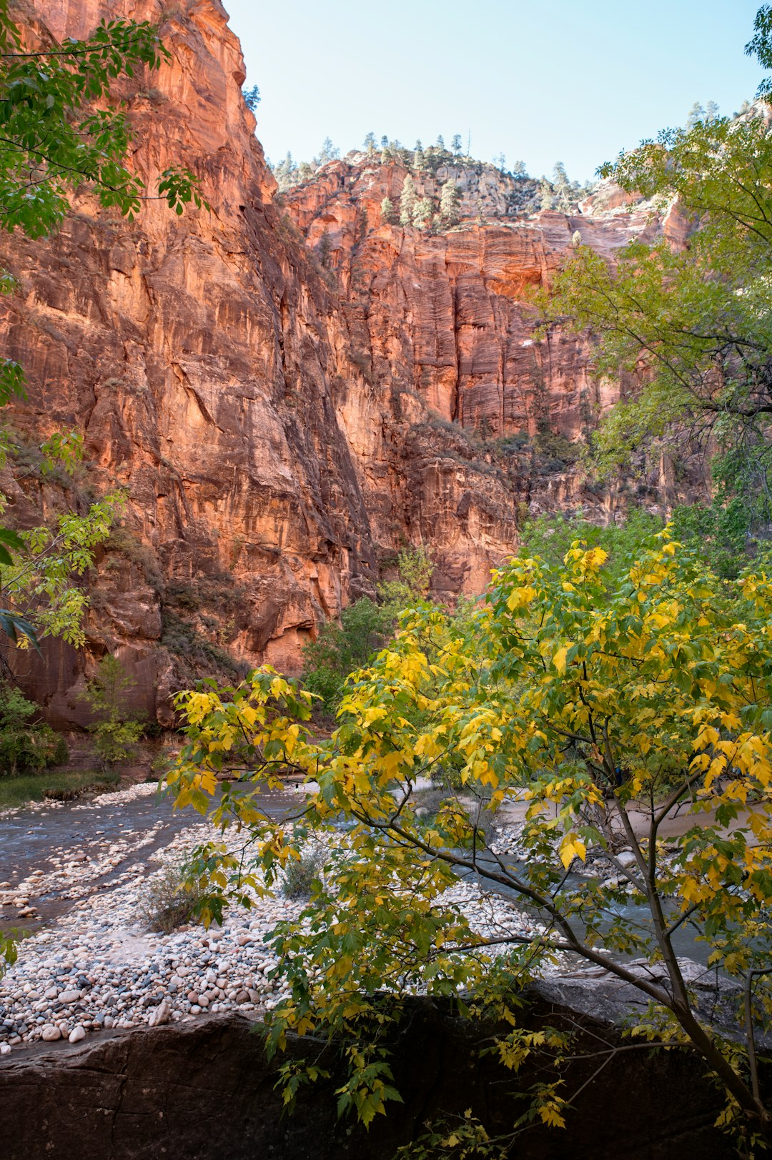 ‘Just look down’: Wildflowers abound on Red Rock Canyon trails