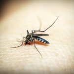 Mosquito season in full swing as warm temperatures persist in Las Vegas