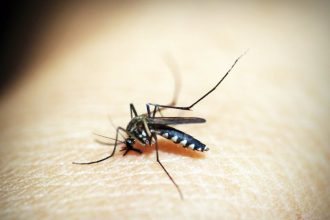 Mosquito season in full swing as warm temperatures persist in Las Vegas