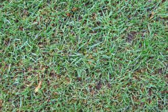 Water Conservation 101: How New Local Laws Affect Your Front Yard